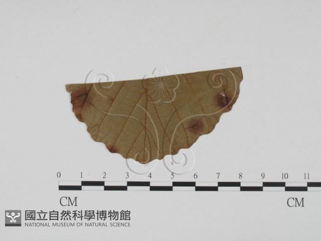 登錄號:F0011825藏品圖，第1張
