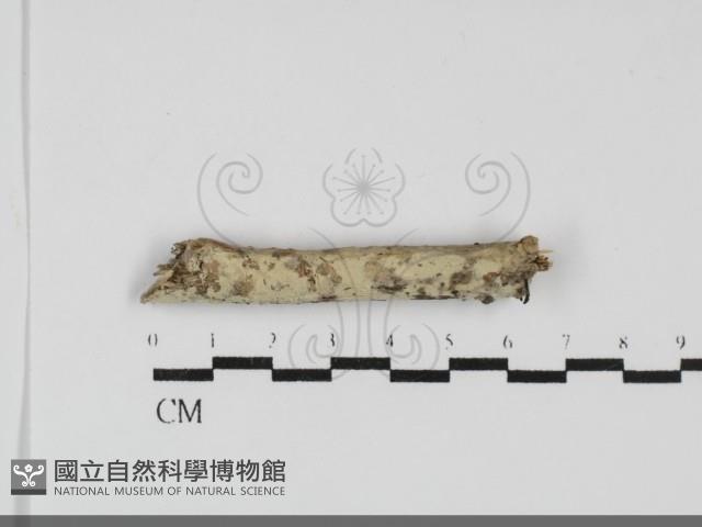 登錄號:F0031825藏品圖，第1張