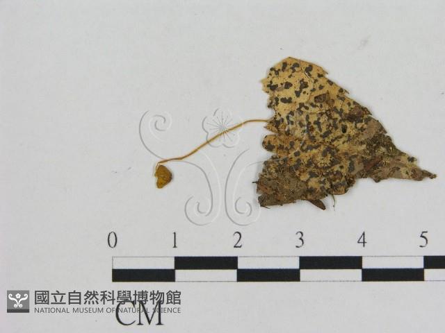 小菇屬藏品圖，第1張