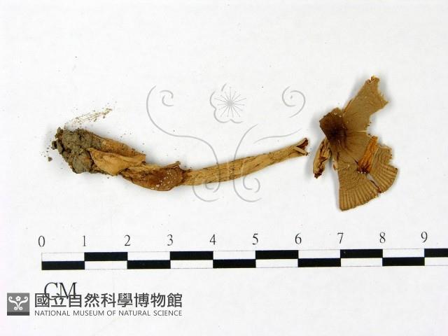登錄號:F0022825藏品圖，第1張