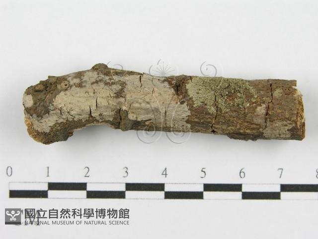 筍殼菌屬藏品圖，第1張