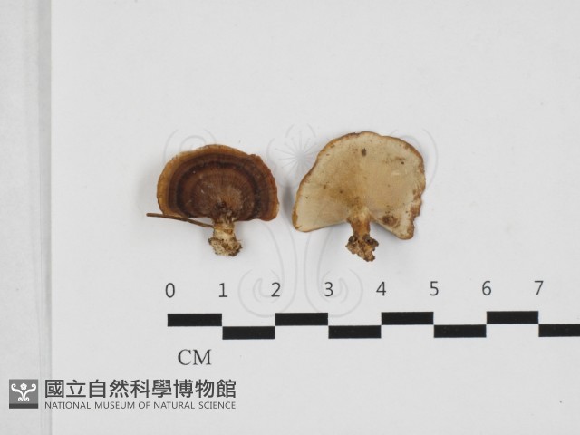 多孔菌屬藏品圖，第1張