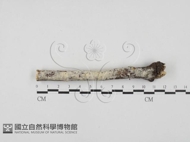 絲齒菌屬藏品圖，第1張