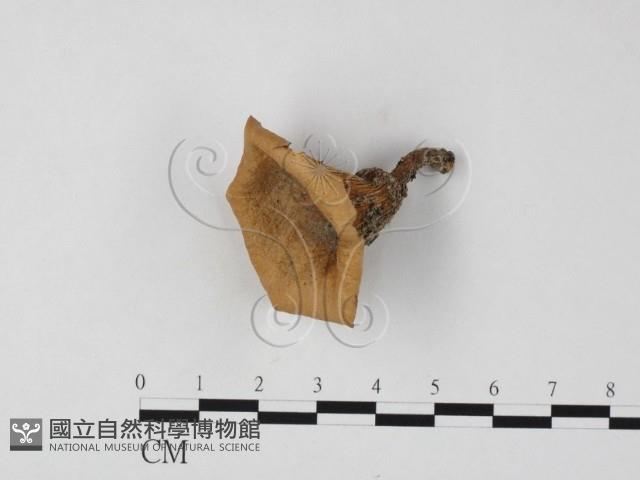 登錄號:F0025825藏品圖，第1張