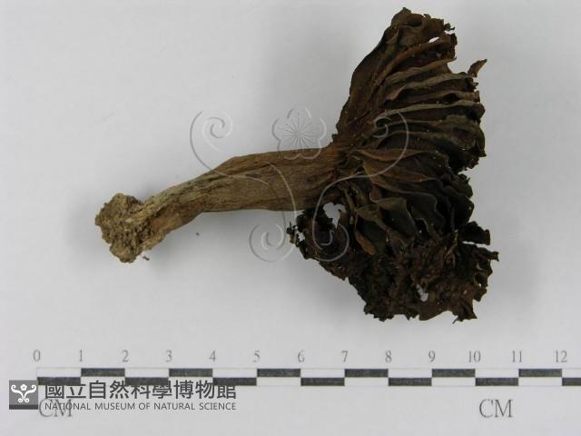 登錄號:F0015825藏品圖，第1張