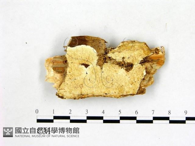 登錄號:F0019825藏品圖，第1張