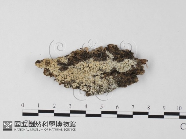 登錄號:F0023825藏品圖，第1張