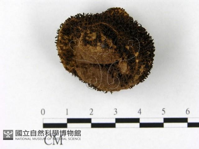 登錄號:F0003825藏品圖，第1張