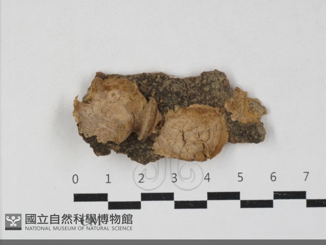 附毛菌屬藏品圖，第1張