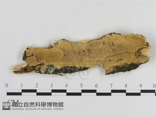 登錄號:F0020925藏品圖，第1張