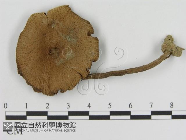 登錄號:F0010925藏品圖，第1張