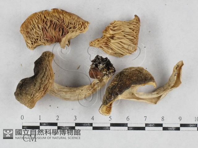 登錄號:F0026925藏品圖，第1張