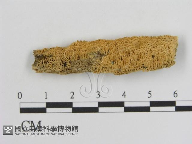 登錄號:F0006925藏品圖，第1張