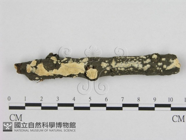 銳孔菌屬藏品圖，第1張