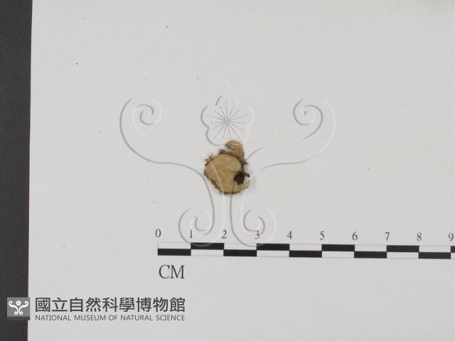 登錄號:F0001925藏品圖，第1張
