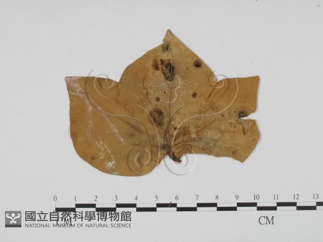 登錄號:F0011925藏品圖，第1張