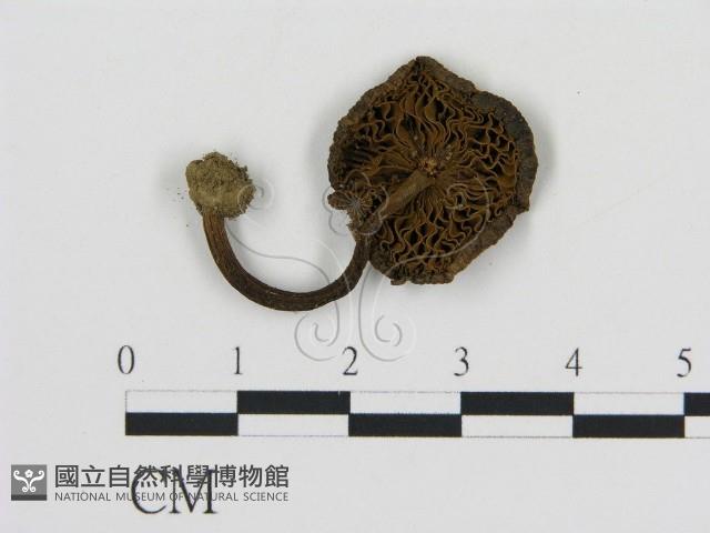 登錄號:F0004925藏品圖，第1張