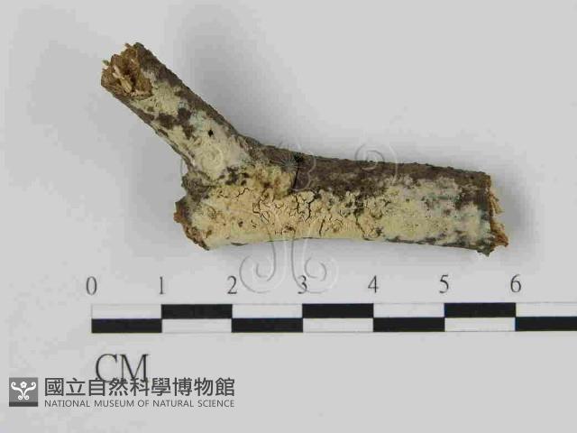 登錄號:F0014925藏品圖，第1張