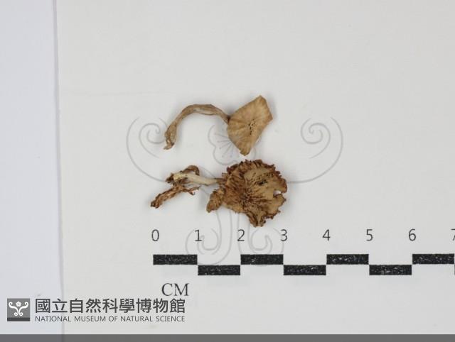 登錄號:F0034925藏品圖，第1張