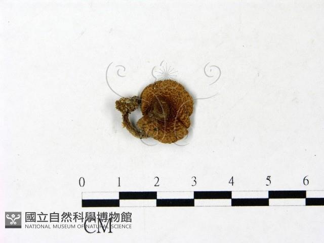 登錄號:F0022925藏品圖，第1張