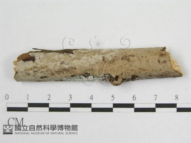 登錄號:F0012925藏品圖，第1張