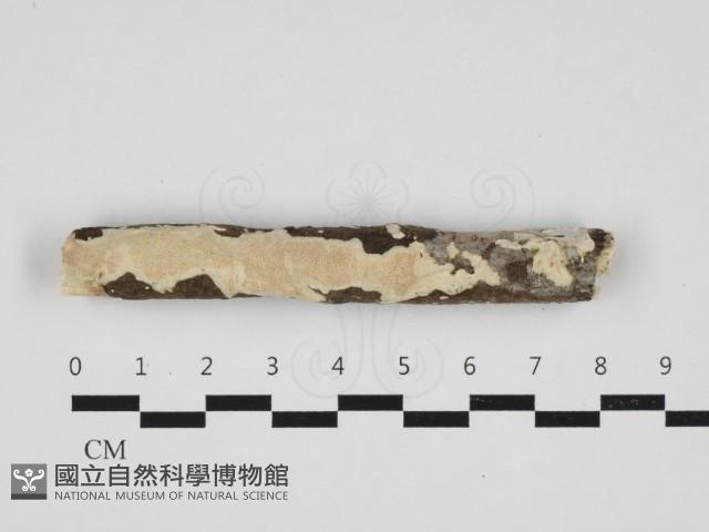 登錄號:F0032925藏品圖，第1張