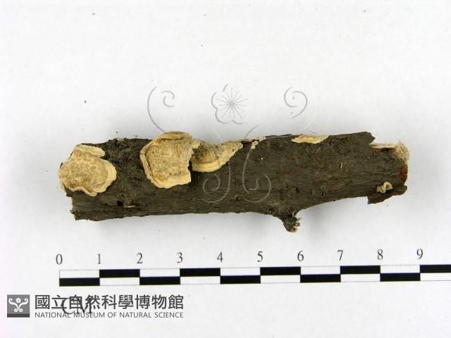 登錄號:F0017925藏品圖，第1張