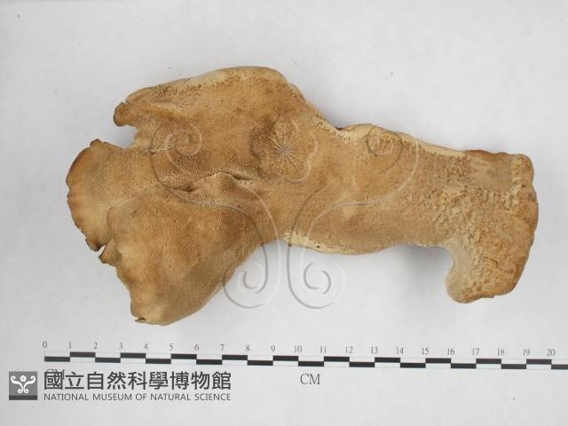 登錄號:F0025925藏品圖，第1張