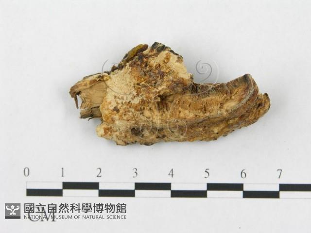 登錄號:F0005925藏品圖，第1張