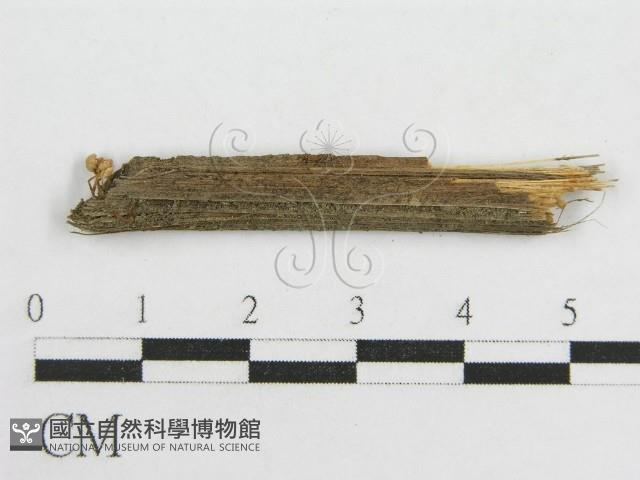 微皮傘屬藏品圖，第1張