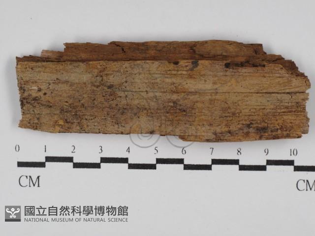 絲皮菌屬藏品圖，第1張