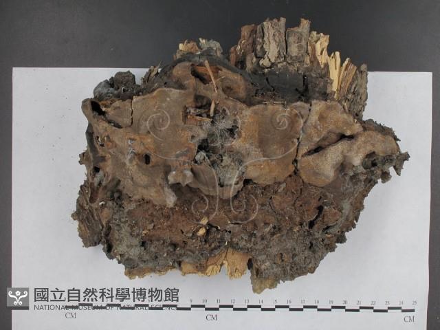 有害木層孔菌藏品圖，第1張
