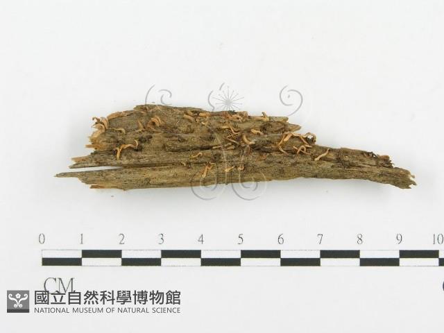 登錄號:F0003925藏品圖，第1張