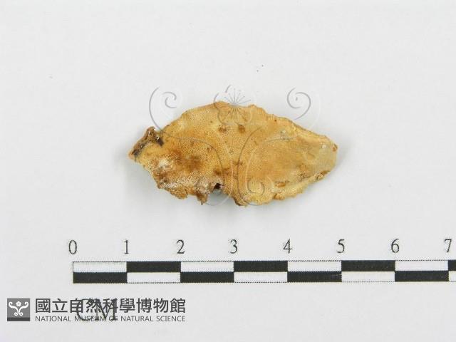登錄號:F0013925藏品圖，第1張
