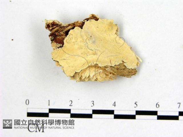 顯絲菌屬藏品圖，第1張