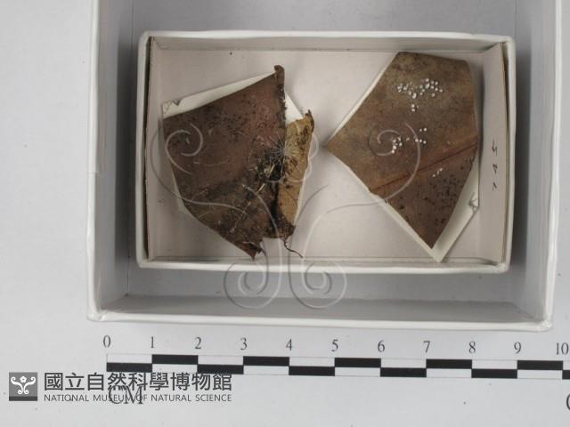 登錄號:F0018625藏品圖，第1張