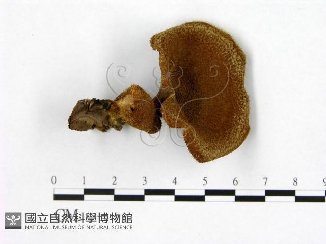 登錄號:F0000625藏品圖，第1張
