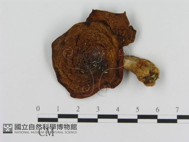 登錄號:F0010625藏品圖，第1張