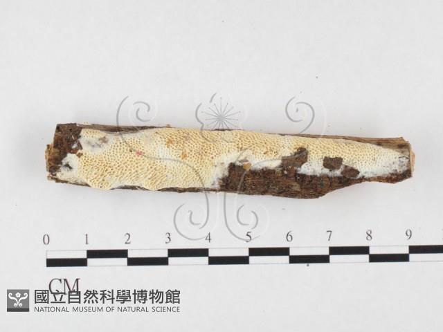 薄孔菌屬藏品圖，第1張