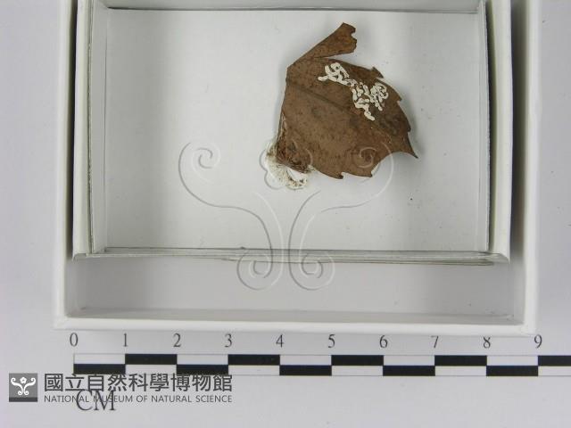 登錄號:F0021625藏品圖，第1張