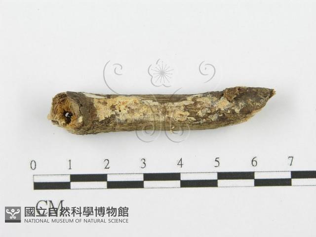 登錄號:F0001625藏品圖，第1張