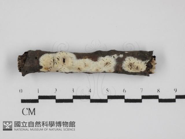 絲皮菌屬藏品圖，第1張