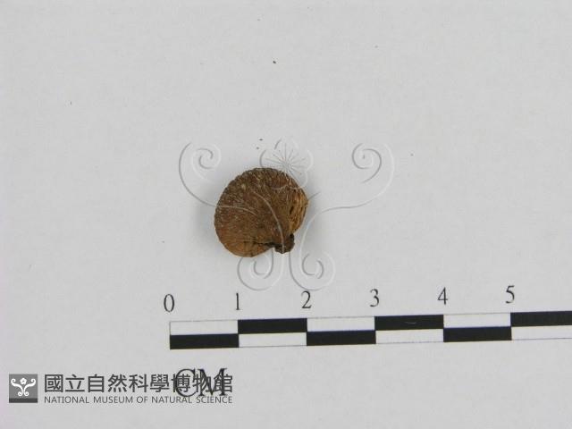 登錄號:F0002625藏品圖，第1張
