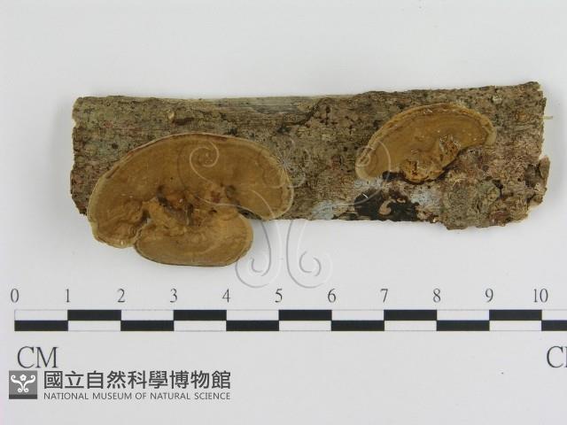 登錄號:F0012625藏品圖，第1張