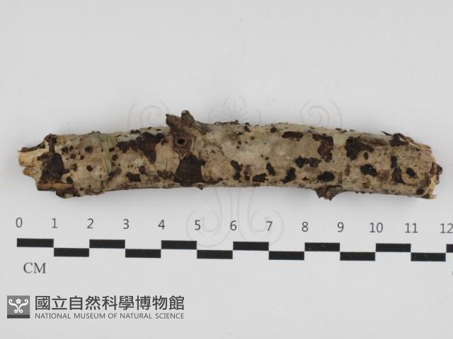 針齒銳岩菌藏品圖，第1張
