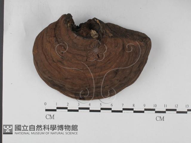 靈芝屬藏品圖，第1張