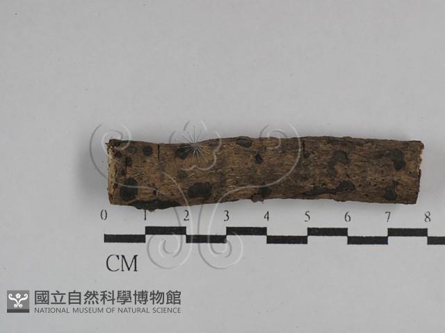 登錄號:F0029625藏品圖，第1張