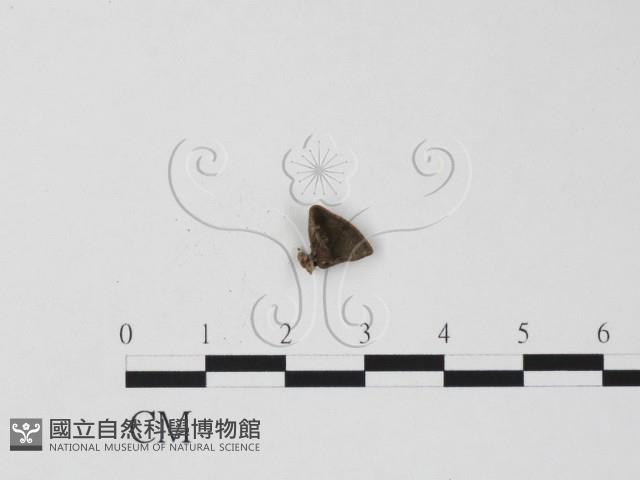 登錄號:F0019625藏品圖，第1張