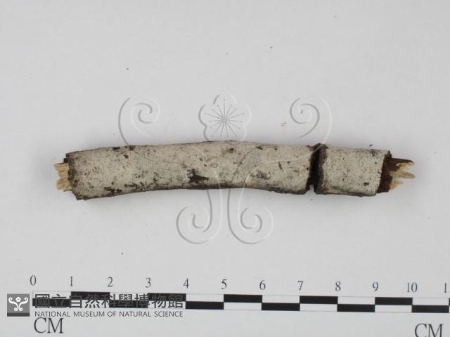 剛毛絲皮菌藏品圖，第1張