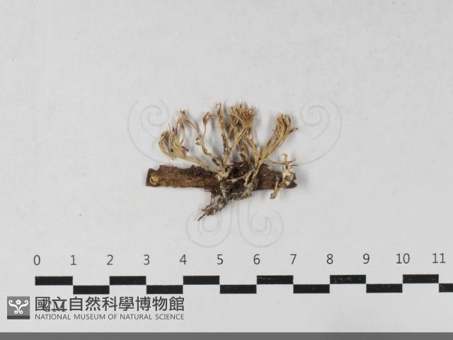 登錄號:F0033625藏品圖，第1張